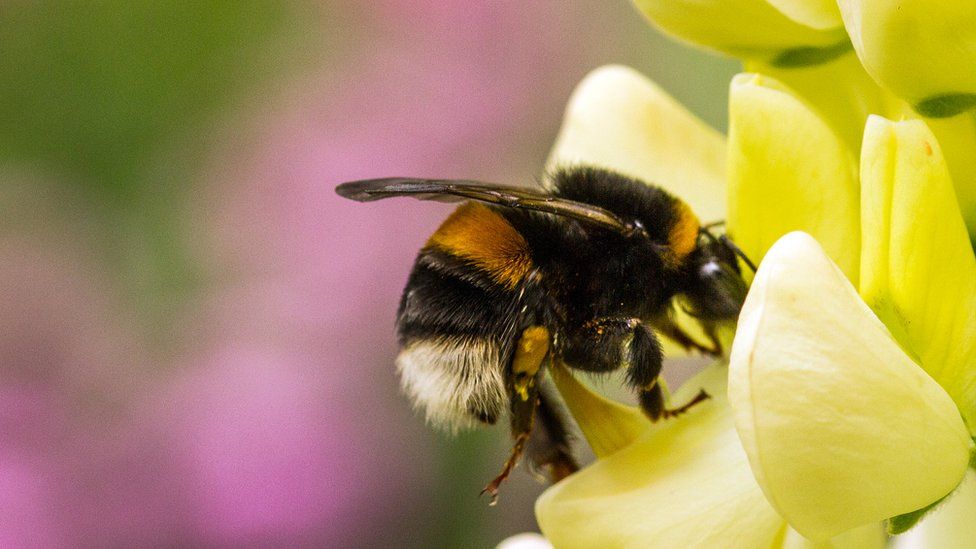 UK allows emergency use of bee-harming neonicotinoid pesticide